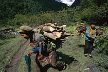 Collecting firewood, Meili, northwest Yunnan Province, China
