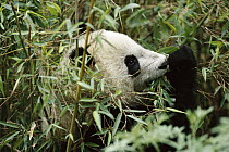Giant Panda (Ailuropoda melanoleuca) using thumb to eat bamboo, Wolong Nature Reserve, China Conservation and Research Center for the Giant Panda, China