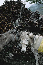 Horses stand before a large pile of firewood ready for winter in a village, the Hengduan wood collecting and logging has caused deforestation, Sichuan Province, China