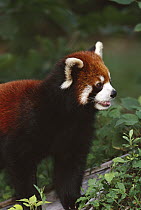 Lesser Panda (Ailurus fulgens) portrait, Chengdu Panda Research Institute, China