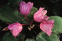 Rhododendron (Rhododendron orbiculare), China