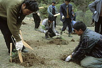 Workers plant native Spruce trees as part of a reforestation program, Hengduan Mountains, China