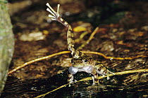 Warty Tree Toad (Hylodes asper) repeatedly kicks its leg right and left to mark its streamside territory and attract mates, Atlantic Forest, Brazil, sequence 1 of 2