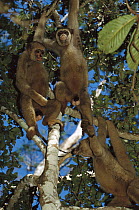 Northern Muriqui (Brachyteles hypoxanthus) group in a tree near the Caatinga Biological Station where a 2, 365 acre reserve protects the estimated 300 individuals that remain, Atlantic Forest, Brazil