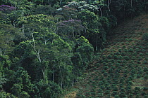 Coffee plantation encroaching on virgin rainforest, Espirito Santo, Atlantic Forest ecosystem, Brazil