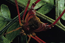 Tropical Harvestman arachnid close-up showing fused body which differentiates Harvestmen from other spiders, south Atlantic Forest ecosystem, Brazil