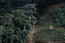 Coffee plantation encroaching on the Atlantic Forest ecosystem, Espirito Santo, Brazil