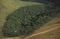 Patch of remnant rainforest surrounded by clearcut, Belo Horizonte, Atlantic Forest ecosystem, Brazil