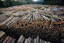 Gum Tree (Eucalyptus sp) stacked lumber cut from plantations of this non-native species which have replaced 7.5 million acres of forest in Brazil, the world's biggest source of Eucalyptus pulp for pap...