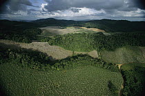 The Serra Grande Sugar Company preserves rainforest on more than one-third of its 60,000 acres in order to protect a watershed, Alagoa, south Brazil
