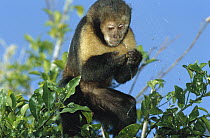 Yellow-breasted Capuchin (Cebus xanthosternos) eating a spider, Bahia, Atlantic Forest, Brazil