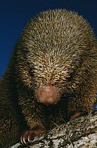 Thin-spined Porcupine (Chaetomys subspinosus) nocturnal animal once thought to be extinct, Atlantic Forest, Espirito Santo, Brazil