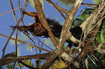 Golden-headed Lion Tamarin (Leontopithecus chrysomelas) with a radio collar stretching out in the forest canopy, Atlantic forest, Brazil