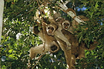 Northern Muriqui (Brachyteles hypoxanthus) group huddling together in a tree near the Caatinga Biological Station where a 2, 365 acre reserve protects this Atlantic Forest, Brazil
