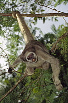 Northern Muriqui (Brachyteles hypoxanthus) peering down from a tree near the Caatinga Biological Station where a 2, 365 acre reserve protects less than 300 individuals are thought to remain, Atlantic...