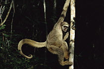 Northern Muriqui (Brachyteles hypoxanthus) climbing on a tree trunk in the Caatinga Biological Station where a 2, 365 acre reserve protects these less than 300 individuals are thought to remain, Atlan...
