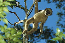 Northern Muriqui (Brachyteles hypoxanthus) baby in a tree at the Caatinga Biological Station where a 2, 365 acre reserve protects less than 300 individuals are thought to remain, Atlantic Forest, Braz...