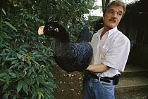 Mitu Mitu (Alagoas curassow) held by Roberto Azaredo, president of an institute that breeds endangered birds, he hopes one day to release the birds in a restored section of the Atlantic Forest near Be...