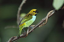 Gilt-edged Tanager (Tangara cyanoventris) perching on branch, endemic species, Atlantic Forest, Brazil