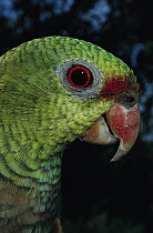 Vinaceous-breasted Parrot (Amazona vinacea), Atlantic Forest, Brazil