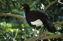 White-headed Piping-guan (Pipile cumanensis cumanensis) portrait, an arboreal species, these birds rarely visit the forest floor, Atlantic Forest, Brazil