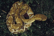 Jararaca (Bothrops jararaca) coiled in vegetation, most common viper in the Atlantic Forest, Brazil