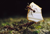 Leafcutter Ant (Atta sp) with their jaws full, ants carrying leaves must rely on others for defense against attack, a smaller ants ride on the leaf driving away attackers, Salto Morato Reserve, Atlant...