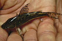 Catfish specimen of a new species, held in researcher's hand, Salto Morato Reserve, Parana State, Atlantic Forest, Brazil