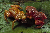 Shield Toad (Brachycephalus sp) pair fighting, endemic to the Atlantic Forest, Brazil