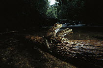 Warty Tree Toad (Hylodes asper) pair courting on a log near stream, preparing to leap into the water and lay eggs, Atlantic Forest, Brazil
