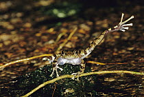 Warty Tree Toad (Hylodes asper) repeatedly kicks its leg right and left to mark its streamside territory to attract mates, Atlantic Forest, Brazil, sequence 2 of 2