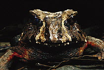 Southern Frog (Macrogenioglottus alipioi) portrait, Atlantic Forest, Sao Paulo State, Brazil