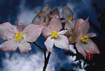 Begonia (Begonia santos-limae) wet with rain, Atlantic Forest ecosystem, Brazil