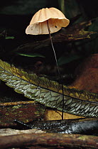 Mushroom sprouting from rainforest floor, Jurupari State Reserve, Sao Paulo State, Atlantic Forest, Brazil