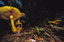 Mushrooms sprouting from rainforest floor, Sao Paulo State, Atlantic Forest, Brazil