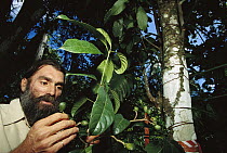 Tree (Andreadoxa flava), the only known individual of a new tree genus living in a cocoa plantation, observed by its discoverer, Andre de Carvalho, Atlantic Forest ecosystem, Brazil