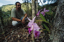 Distinguished Laelia Orchid (Laelia praestans) admired by botanist Ludovic Kollman, Espirito Santo, Atlantic Forest, Brazil