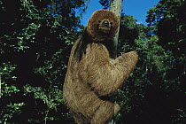 Maned Sloth (Bradypus torquatus) in a tree at a rehabilitation center near Ilheus, Atlantic Forest, Brazil