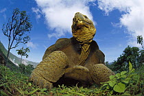 Galapagos Giant Tortoise (Chelonoidis nigra) in Alcedo Volcano, Isabella Island, Galapagos Islands, Ecuador