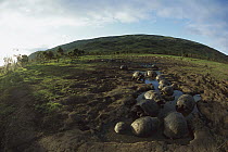 Galapagos Giant Tortoise (Chelonoidis nigra) in wallow, herd of feral goats nearby, near Alcedo Volcano, Isabella Island, Galapagos Islands, Ecuador