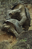 Galapagos Giant Tortoise (Chelonoidis nigra) pair mating, San Cristobal Island, Galapagos Islands, Ecuador