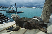 Marine Iguana (Amblyrhynchus cristatus) on boat dock, Santa Cruz Island, Galapagos Islands, Ecuador