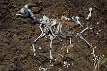 Feral Goat skeleton on ground near Beagle Crater, Isabella Island, Galapagos Islands, Ecuador