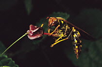 Introduced Wasp pollinating a flower, Galapagos Islands, Ecuador