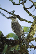 Galapagos Mockingbird (Nesomimus parvulus) with nesting material, Isabella Island, Galapagos Islands, Ecuador