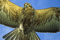 Galapagos Hawk (Buteo galapagoensis) flying, Alcedo Volcano, Isabella Island, Galapagos Islands, Ecuador