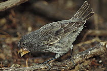 Large Ground Finch (Geospiza magnirostris) feeding, endemic species, extra large bill for cracking large seeds, largest of Darwin's 13 Finches, Santiago Island, Galapagos Islands, Ecuador
