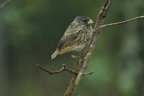 Small Tree-Finch (Camarhynchus parvulus) perching, Floreana Islands, Galapagos Islands, Ecuador