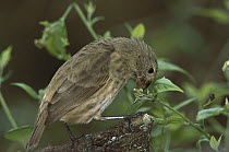 Vegetarian Tree Finch (Camarhynchus crassirostris) eating Sierra Negra, Isabella Island, Galapagos Islands, Ecuador