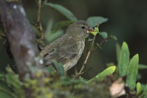 Vegetarian Tree Finch (Camarhynchus crassirostris) eating, Sierra Negra, Isabella Island, Galapagos Islands, Ecuador